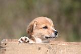 CORGI PEMBROKE 1328
